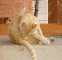 Как достать провалившуюся пробку из бутылки