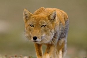 Это лисёнок тибетской лисы,тут по морде ошибиться нельзя,тем более на Фишках её так сильно любят что рассказывают о ней чуть ли не по 3-4 раза в месяц.