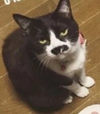 Кошачий фюрер