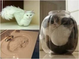 Коты - это жидкость