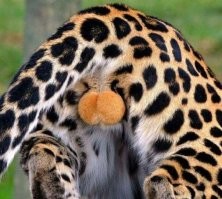 Не ищите здесь смысл. Здесь в основном маразм