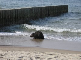 Ну и чо? У нас вон не первый год уже бобр купается в море. Уже стал местной достопримечательностью. На надоедливых туристов кидается. )))) А буквально пару, тройку недель назад он или его коллега погрыз два  дерева у городского пруда, которые высадили для благоустройства территории и старую иву неподалёку. Короче распоясался подлец. Хотят его отловить, но пока никак. Сделали вот такую защиту на всех деревьях поблизости.  Так что бобры в целом пиетета перед людьми не имеют и плевать хотели на всякую застройку и прочее. )))