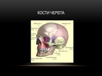 В Петербурге полицейским применили оружие для задержания неадекватного горожанина с двумя ножами