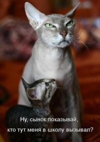 Когда пушистые забывают, как быть кошками