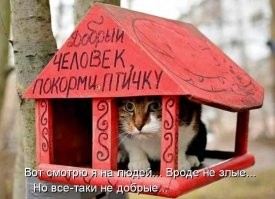 Когда пушистые забывают, как быть кошками