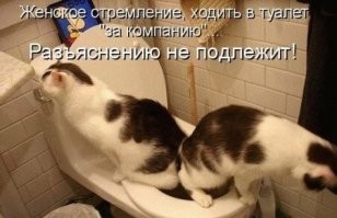 18 забавных животных для отличного настроения