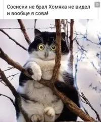 Когда пушистые забывают, как быть кошками