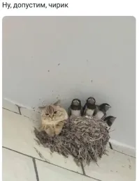 Когда пушистые забывают, как быть кошками