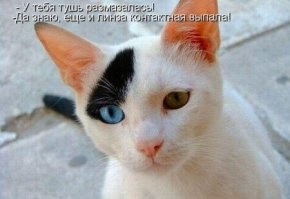 18 забавных животных для отличного настроения
