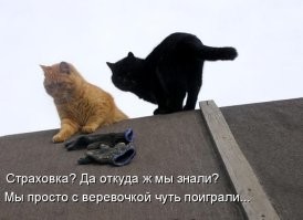 18 забавных животных для отличного настроения