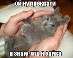 Когда пушистые забывают, как быть кошками
