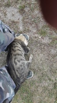 На даче постоянно такое, сидишь на участке, у тебя котов нет,  чилишь себе спокойно, созерцая водную гладь, и тут подумал, а не плохо бы может пожарить чего или бутеров сделать, раз время к обеду,  только скрипнешь какой-то консервой или пошуршишь пакетами - бац, уже рядом трется стайка из 3-4 местных котиков, в душу тебе заглядывают, пытаются пухлыми мордами голодающих изобразить, о ноги трутся, урчат в предвкушении вкусняшек.
На фото - абсолютно неизвестный мне кот, я вижу его в первый раз, но он чётко сообразил, что с открытой баночки с сардинами, ему точно что-то да обломится.