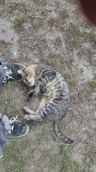 На даче постоянно такое, сидишь на участке, у тебя котов нет,  чилишь себе спокойно, созерцая водную гладь, и тут подумал, а не плохо бы может пожарить чего или бутеров сделать, раз время к обеду,  только скрипнешь какой-то консервой или пошуршишь пакетами - бац, уже рядом трется стайка из 3-4 местных котиков, в душу тебе заглядывают, пытаются пухлыми мордами голодающих изобразить, о ноги трутся, урчат в предвкушении вкусняшек.
На фото - абсолютно неизвестный мне кот, я вижу его в первый раз, но он чётко сообразил, что с открытой баночки с сардинами, ему точно что-то да обломится.