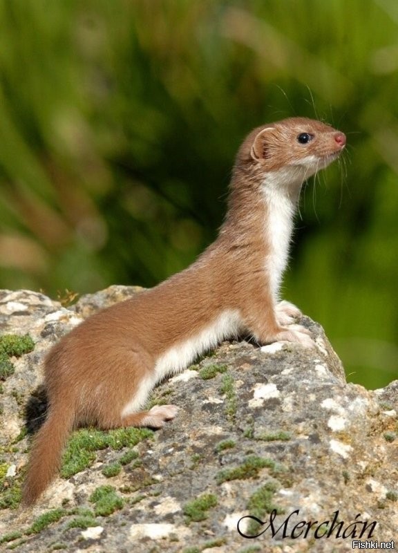хорёк. ласки махонькие