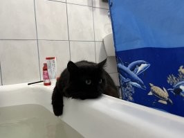 А обещали рыбов.