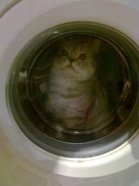 Сквозняк наверное. Надо было окошко закрыть. Наш котсмонавт бодренько собирался в полёт.