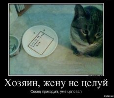 Кот хочет кушать