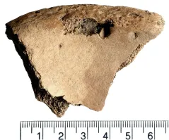 Это не бедренная кость, а подвздошная. Живот ему прокусили.