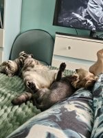 18 забавных животных для отличного настроения