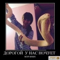 Австралийка обнаружила у кровати  смертельно опасную змею