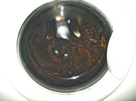 Не ищите здесь смысл. Здесь в основном маразм