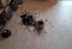 да, собакены...
коты, в таких случаях, всегда "а что случилось то? чем-то помочь? нет, не знаю... а! цветок, видел. он упал".