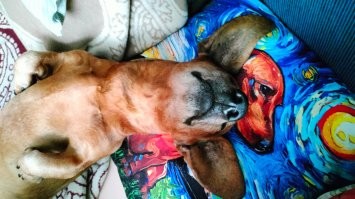 18 забавных животных для отличного настроения