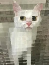 Цифровой кот?