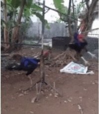 Как там было у петуха - не догоню, так хоть согреюсь!