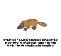 Ерунда: у всех животных - от одноклеточных до человека - имеются общие гены.