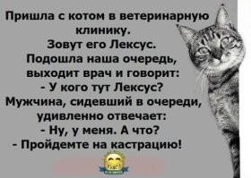 Охотники за моментами: 20 примеров того, чего с нетерпением весь день ждут котики