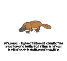 То, что творилось на Ноевом ковчеге, осталось на ковчеге. Ну,  за исключением утконоса