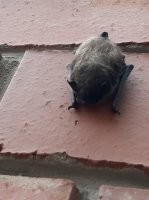 летучая мыха. строители её лишили дома.
надеюсь, нашла новый.