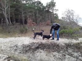 А почему вы сравниваете бобра и собак??? Это совершенно разные звери, да и сами собаки при общих габаритах внешне, могут сильно различаться по весу. (На фото две мои собаки. Обе практически одного веса-21 кг, а по виду они различны и не кажутся в одной весовой категории)
 А вот что говорится относительно бобров по официальным данным. Бобр-крупный грызун. Длина тела от метра до полутора у крупных экземпляров, плюс хвост длиной до 30 см, высота в плече   до 35,5 см, а масса   до 30 32 кг. К зиме бобр может добрать ещё немного веса.