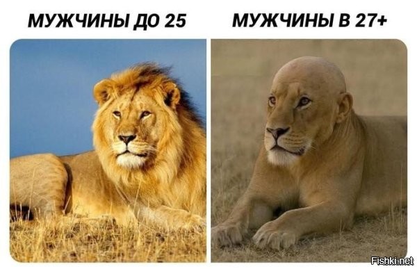 Солянка от 26.04.2025