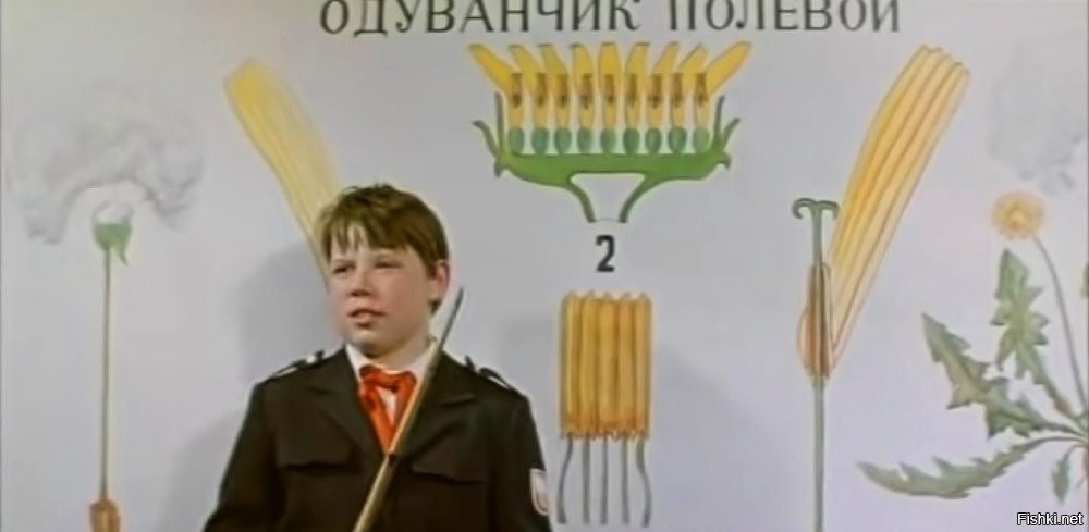 Цветки дороникума алтайского (козульника) на фоне пика Гайдар