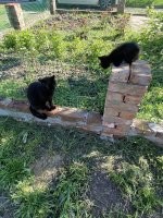 У нас кот нашел где-то полуслепого котенка. Мы забрали его домой отмыли откормили, теперь бегает второе чудо. Но кот от ревности залил весь дом ссаками, аж дышать нечем. Благо за городом живем, пока в дом не пускаем уже. Судя по раскраске она его дочь, но признавать не хочет.