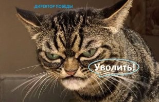Стюардесса «Победы» выгуляла пушистого пассажира