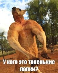 Длинноухий тушканчик: чудо из Монголии. Хищный грызун с гигантскими ушами
