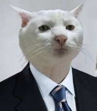 Кот продемонстрировал на своём примере, как создать проблему из ничего.