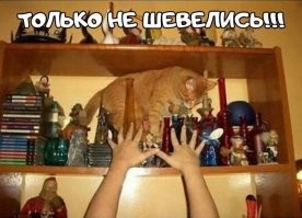 Когда кот уже на полке.