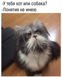 Кошачьи мудрости: 20 вдохновляющих примеров скрытых талантов, которым нас учат котики