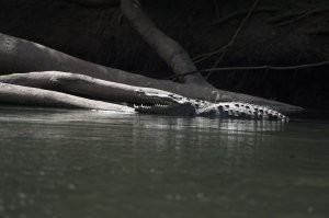 Лет 10 назад я был в Коста-Рике. И есть там такая развлекуха для туристов, как плавание на лодке по реке с крокодилами. Так вот, плывём мы на этой лодке, вокруг игуаны, птицы разные. В лодке человек 10. Крокодилов не видно. И вот за поворотом сидит один, пасть раскрытая, весь такой опасный. И лодка начинает ржать, потому что выглядит "это" как пластиковый муляж, причём дешёвый. Общая мысль, что могли бы и постараться, таким даже детей не напугаешь. Никакого движения от крокодила, он выглядит не живым, а чучелом в музее. Так вот, мы его проплыли и когда он был уже сзади, вдруг пасть закрылась, чучело пришло в движение и ушло под воду. В лодке стало гробовое молчание, пока проводник не заржал. Сказал тогда, что это типовая реакция. Вот и тут явно тоже самое. Вот фотка того самого крокодила.