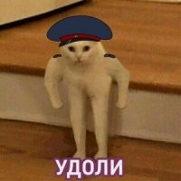 Кот-охранник