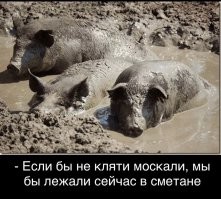 Музей свиней в Штутгарте – место, где хрюшки стали арт-объектами