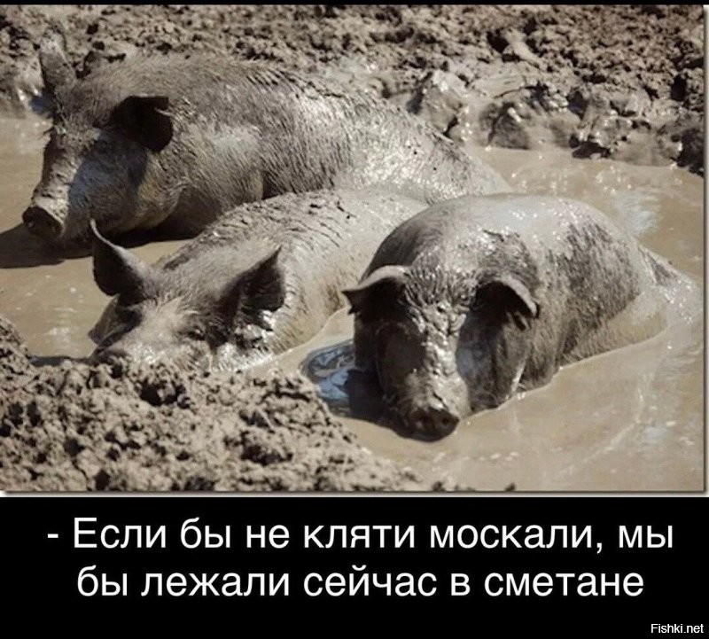 Музей свиней в Штутгарте – место, где хрюшки стали арт-объектами