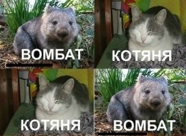 8 удивительных фактов о вомбатах — самых необычных сумчатых Австралии