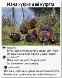 8 удивительных фактов о вомбатах — самых необычных сумчатых Австралии