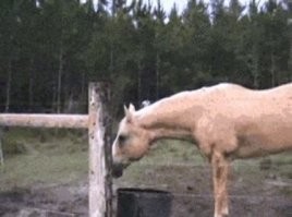 А лошадке похер.