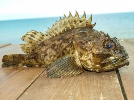 Сколопендра, тоже так не плохо кусает... Незабываемые ощущения! Да и ёрш (скорпена), тоже нормально! (только не кусает, а иголки ядовитые).